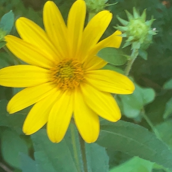 Meet your Posher, Ava - Picture 6 of 10